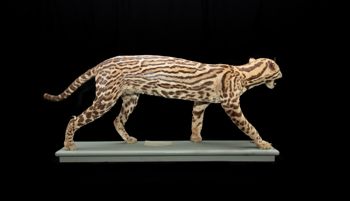 Media type: image;   Mammalogy 5858 Description: Right lateral view of ocelot mounted skin.;